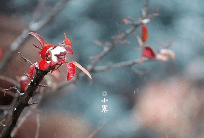 大寒和小寒哪个节气时更冷，小寒时养生有哪些讲究