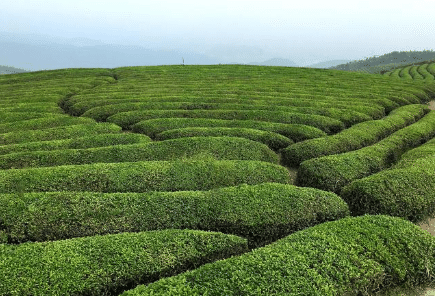 探索茶叶的起源与分布，史料中是如何记载的