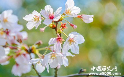 桃花梨花樱花杏花怎么区分有哪些特点