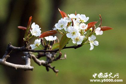 桃花梨花樱花杏花怎么区分有哪些特点