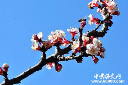 桃花梨花樱花杏花怎么区分有哪些特点