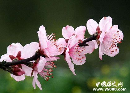 桃花梨花樱花杏花怎么区分有哪些特点