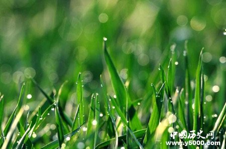 谷雨是怎么来的