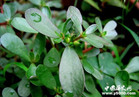 谷雨应该怎么吃