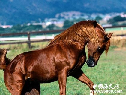 汗血宝马简介汗血宝马的特点汗血宝马是哪里的